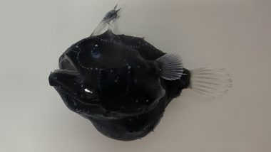 ‘Satanic’ Anglerfish Species Found in Ocean Depths Bite Females ‘Like a Vampire’ to Fertilise Eggs; View Image of the Sea Monster